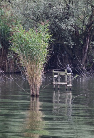 Cormorano